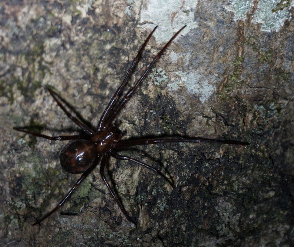 Meta menardi - Foresta Umbra (FG)